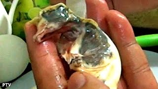 Balut Dissecting