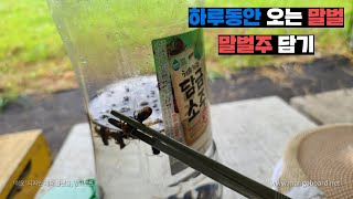 양봉장에 하루동안 오는 말벌로 말벌주 담기. (번외, 말벌침 근접 촬영)