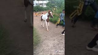 Horse in kasaragod