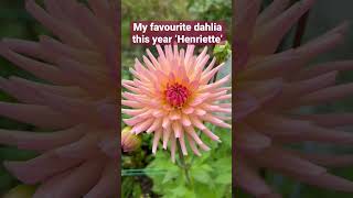 Every year I grow some new dahlias. Henriette is definitely a new favourite! #shorts #flowers