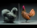 10 Most Beautiful Chicken Breeds In The World