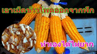 เอาเม็ดข้าวโพดแห้งออกจากฟัก ที่คุณเองอาจไม่เคยรู้