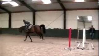 5yo mare Jump under saddle