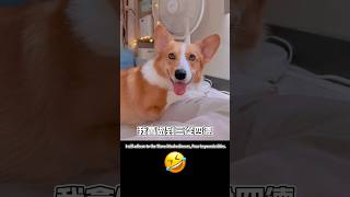 Cute dog. | The Way of Being a happy dog.三從四德快樂的法則☺️ 快樂之道。