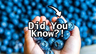 Did You Know THIS about Blue Berries?! #shorts