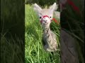 alpaka osterhase sehr lustig ostern alpaca easter löwe love tiere bayern green lustig funny alpaka