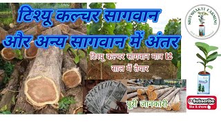 The Benefits of Tissue Culture Sagwan Farming||टिश्यू कल्चर सागवान और अन्य सागवान में अंतर #Tree