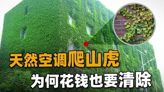 “天然空调”爬山虎，为何各地都要清理？我国高架下却到处种满？