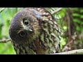 morepork new zealand bird of the week