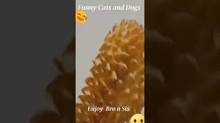 Funniest Videos 2023 😂 Funny Cats 🐱 and Dogs 🐶 Part 09 #shorts
