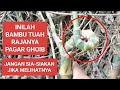 BAMBU TUAH Rajanya Pagar GHOIB_Bambu Petuk Ranting_Tdk smua bs mlihatnya jd Ambillah#jejakguskol