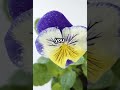 inspired by the resilience of pansies. pansies innerstrength resilience beautifulflowers adversity