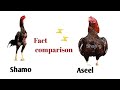 Shamo or Aseel | Shamo and Aseel difference