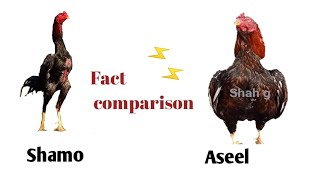 Shamo or Aseel | Shamo and Aseel difference