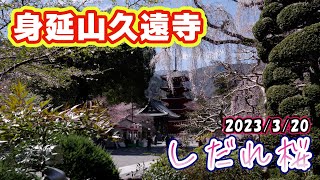 【身延山】久遠寺しだれ桜　2023/03/20