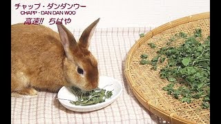 うさぎのおやつ（手づくり）（チャップ・ダンダンウー） Rabbit handmade snack