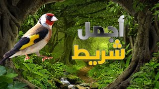 شريط ويداني الغابة 2025