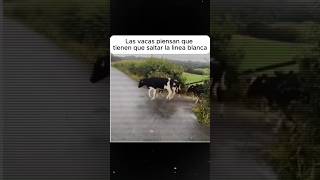 ESTAS VACAS SALTABAN ESTO PENSANDO QUE ERA