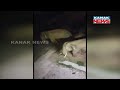 visuals of wild tusker wandering at sikharchandi hills in night