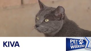 Pet of the Weekend: Meet Kiva! | FOX 7 Austin