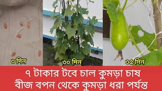 টবে চালকুমড়া চাষ পদ্ধতি, কুমড়া বীজ বপন থেকে কুমড়া ধরা পর্যন্ত how to Grow Wex gourd in pot bangla