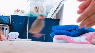 呼んだら一生懸命走って来てくれる文鳥  あずき