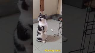 ekspresi kucing kebingungan