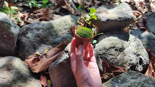 it's easy to make a mini bonsai from this plant | awar-awar wild