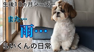 [生後10ヵ月シーズー]らいくんの日常