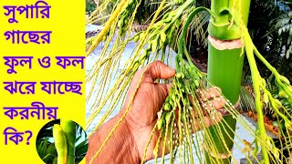 সুপারি গাছের ফুল, ফল ঝরে যাচ্ছে ও ফেটে যাচ্ছে করনীয় কি? পাশাপাশি  অন্যান্য পরিচর্যা।