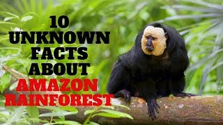 10 Unknown Facts about The Amazon Rainforest | அமேசான் மழைக்காடு