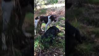 Wild Hog charges man and gets knocked out with Rock