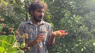 Story of a Cashew Nut | Auroville