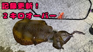 【春イカ】２キロ超えの記録更新！アオリイカ釣り楽し過ぎ