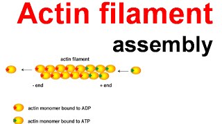 Actin filament assembly