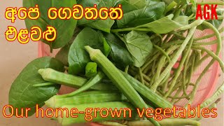 අපේ ගෙවත්තේ එළවළු - Our home-grown vegetables -EP163