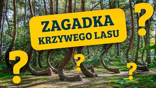 GRYFINO: Krzywy Las i jego zagadka [PL]