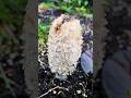 Shaggy Mane Mushroom