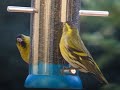 eurasian siskin close up at bird feeder