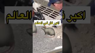 اكبر فأر هتشوفه في حياتك😱