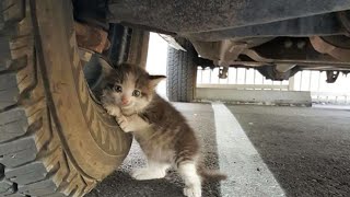 Guy Found A Terrified Stray Kitten Under A Truck, And He Just Knew He Had To Adopt Her