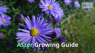 Aster Growing Guide (Michaelmas daisy) by GardenersHQ