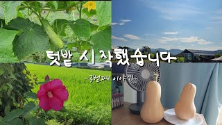 소도시 귀촌생활 - 텃밭 시작했습니다 3번째 이야기 - 열매수확