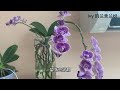 ￼蘭花（ 118 ） （粵語）日本名護蘭欣賞及養護技巧￼ sedirea japonica x sibling