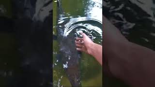 Alligator garനെ കുറിച്ചുള്ള Facts | Alligator gar | Monster Fish | @everythingyadhubro #shorts