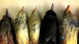 What Darwin Never Knew! NOVA ScienceNOW Evolution Documentary