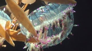 ウリとハナガサが仲間入り  アクアワールド県大洗水族館