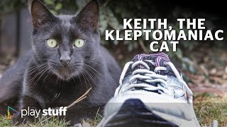 Cat Stuff: Meet Keith, the kleptomaniac cat | Stuff.co.nz