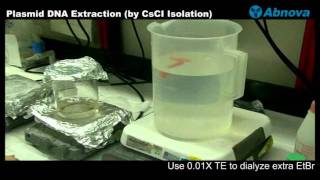 Plasmid DNA Extraction (CsCI Isolation)