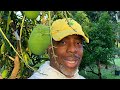 Andre the farmer’s mid summer full FOOD FOREST tour !!!!